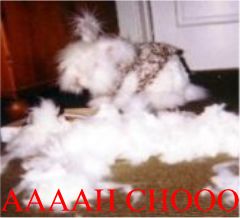 AAH-CHOO